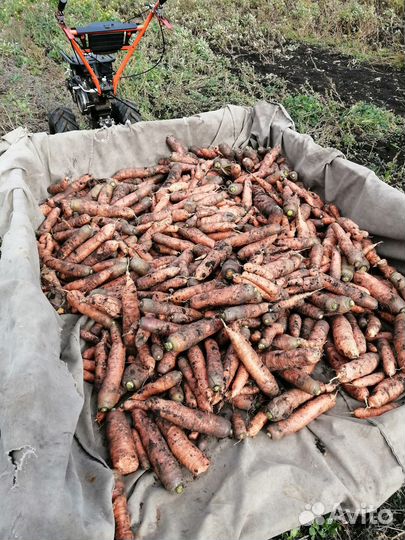 Семена моркови