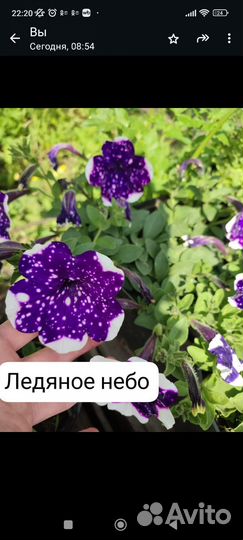 Вегетативная петуния