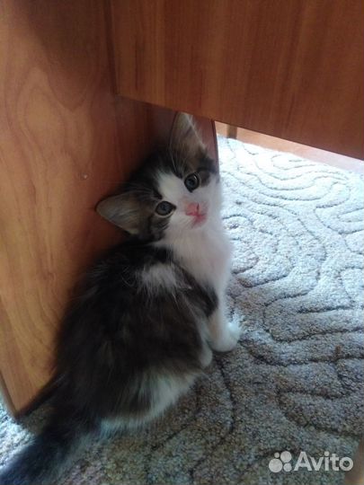 Котята в добрые руки даром