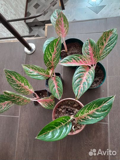 Аглонема Red