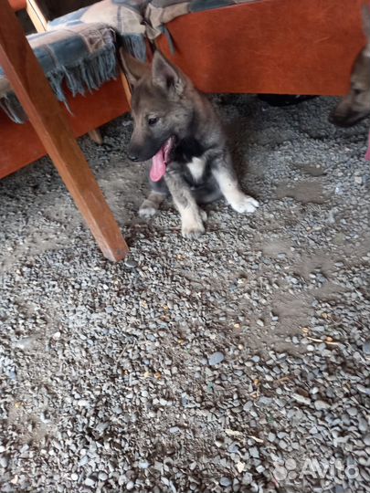 Щенки западно сибирской лайки