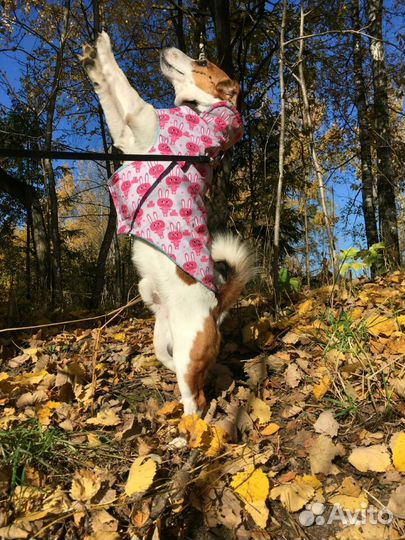 Одежда для собак