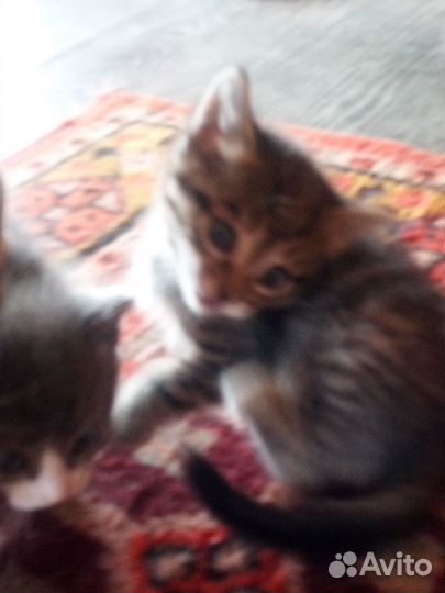 Милые пушистики