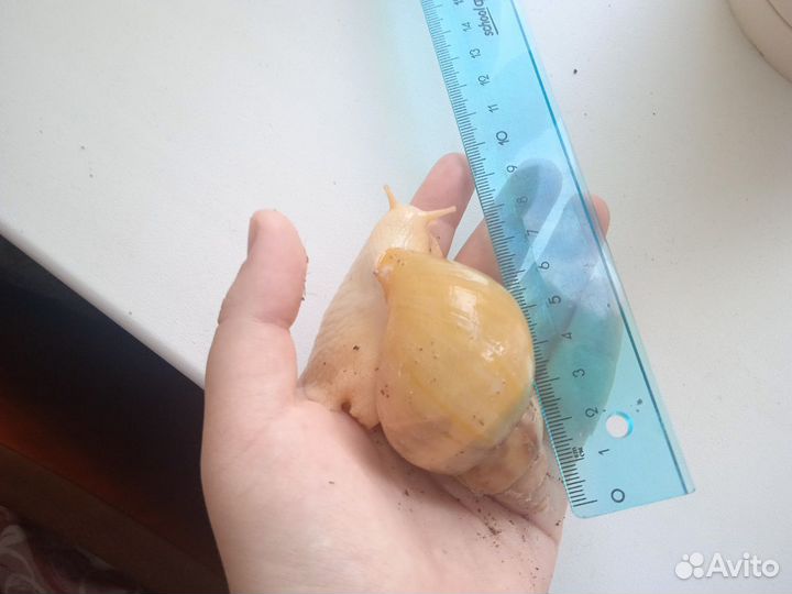 Улитки Ахатины бесплатно