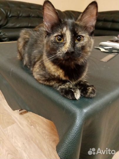 В добрые руки