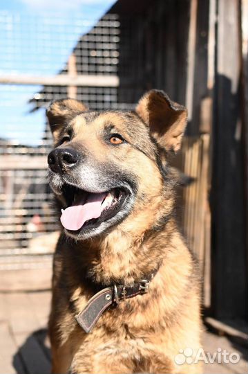 Метис овчарки