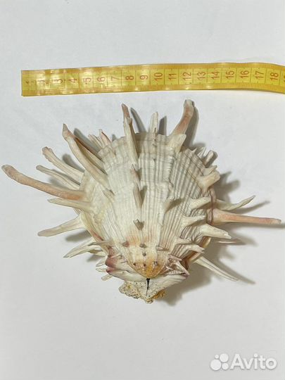 Spondylus americanus