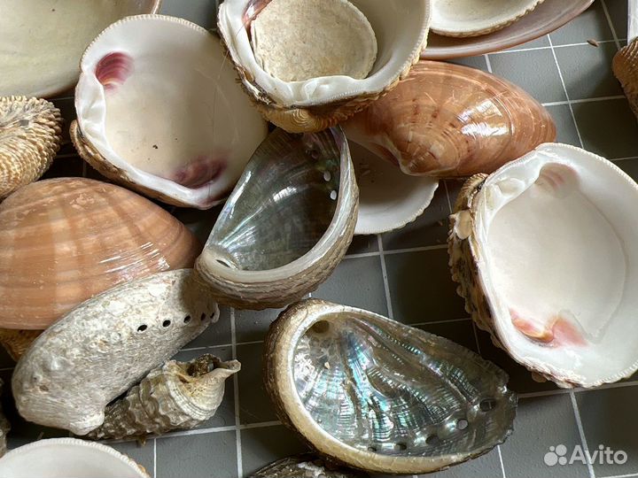 Ракушки со дна морского