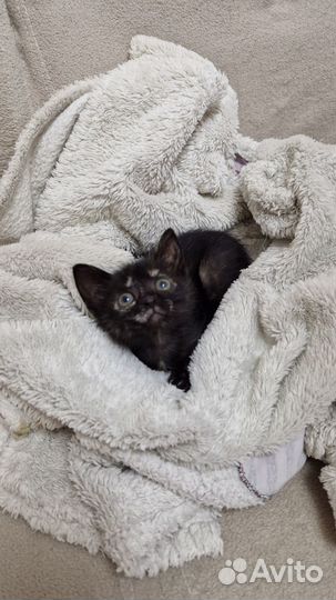 Отдам в добрые руки