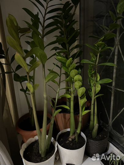 Замиокулькас