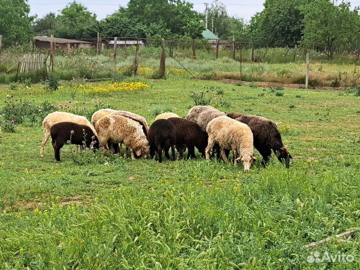 Овцы бараны