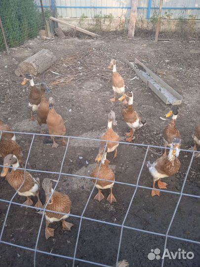 Индийский бегунок