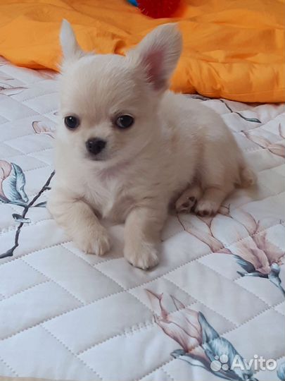 Щенки чихуахуа мальчики