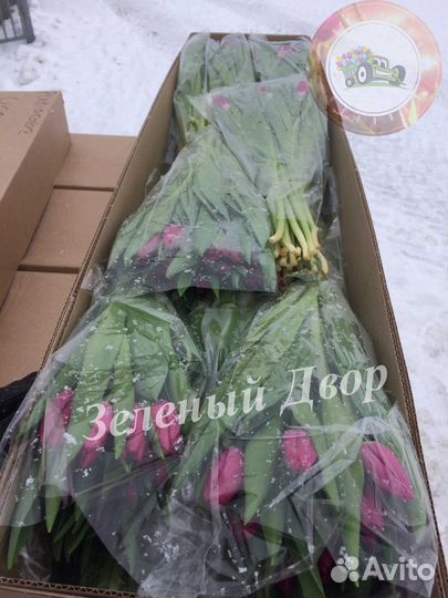 Тюльпаны оптом Destination Павлодар (40-50 см.)