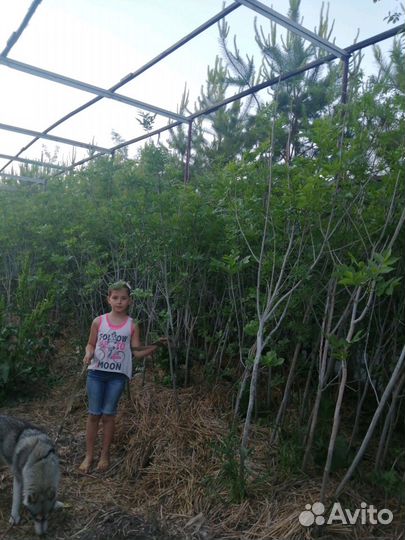 Клён Ясень золотистый Ланцетный с комом земли