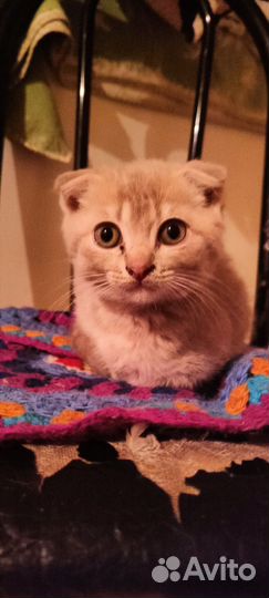 Вислоухие котята в дар