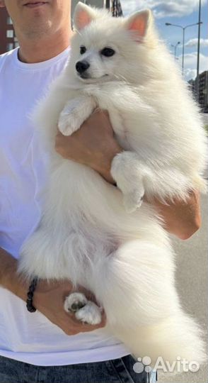 Вязка белый шпиц