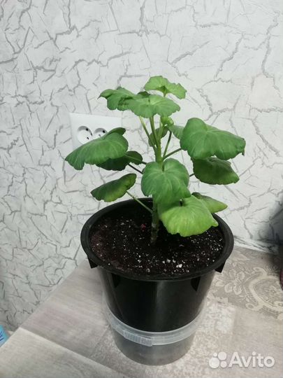 Пеларгония герань