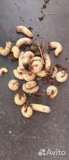 Личинка (конгур)