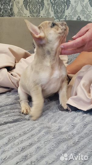 Щенки Французского бульдога