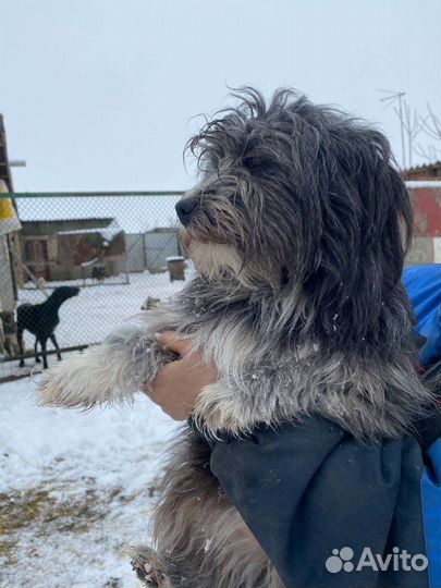 Собака-девочка