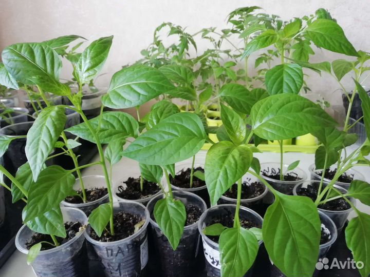 Рассада помидор и перцев