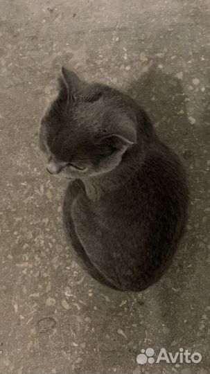 Отдам кота в добрые руки бесплатно