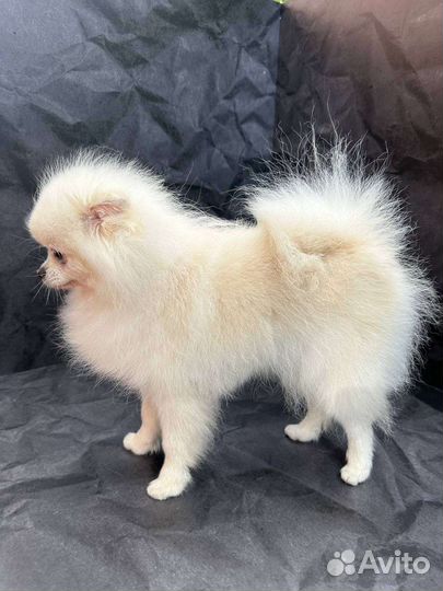 Белый померанский шпиц