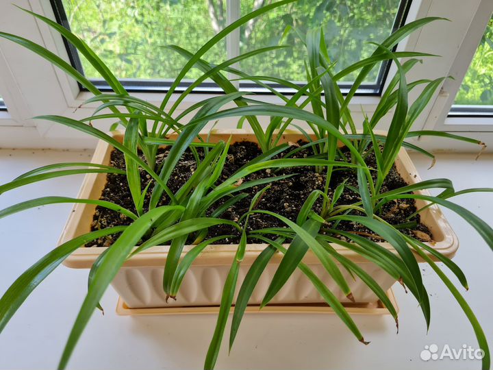 Комнатные растения (цветы) бесплатно/платно