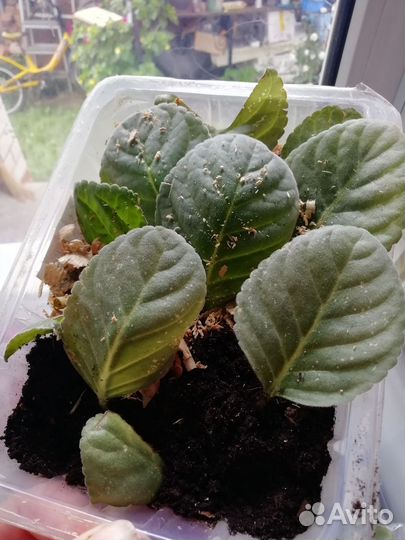 Глоксиния, обмен