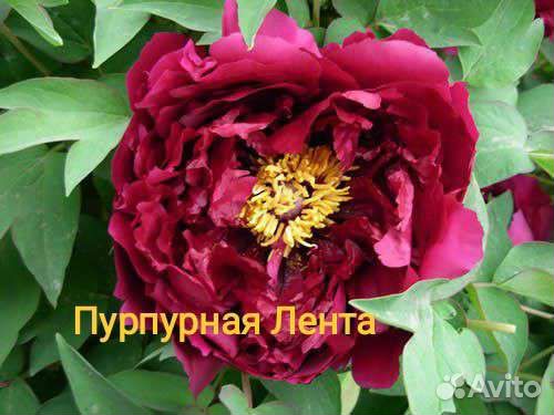 Пион древовидный