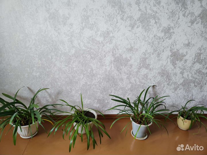 Хлорофитум