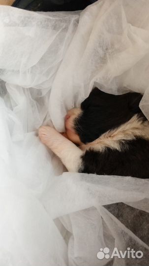 Собаки не для пиара