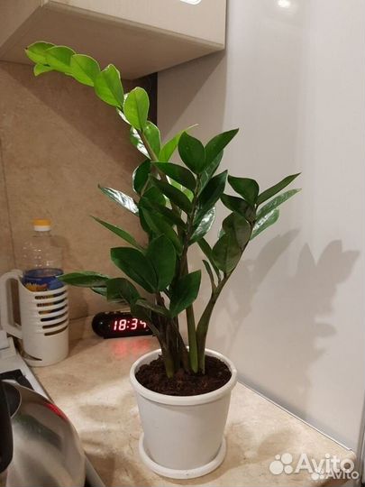 Продам Замиокулькас