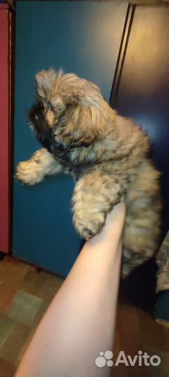 Курносые любнуши