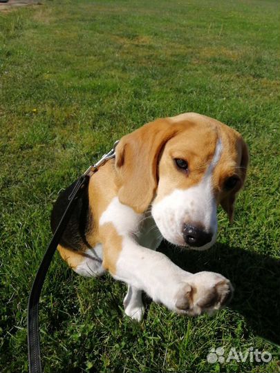 Щенки бигль