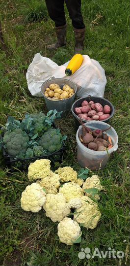 Продукты питания