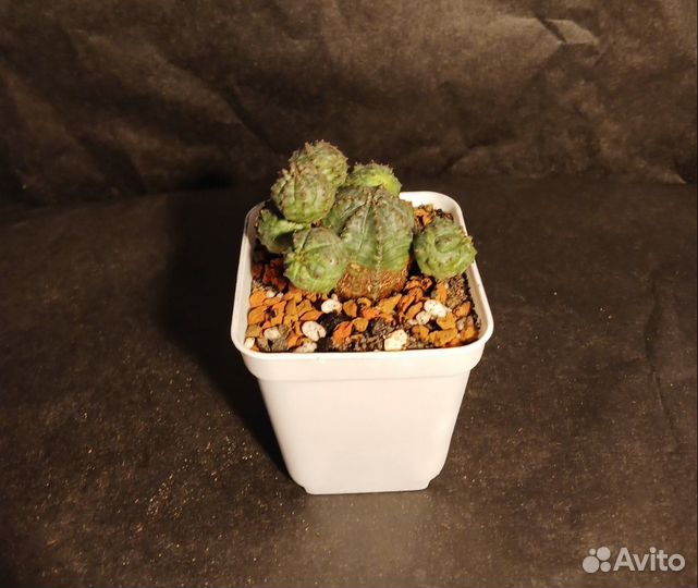 Эуфорбия Глобоза