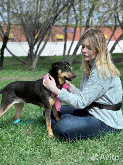 Собака в добрые