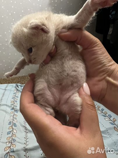 Рыжий котенок девочка