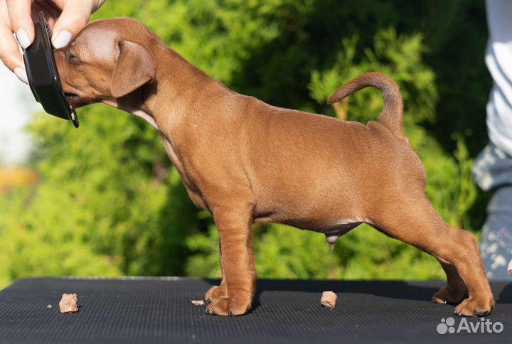 Щенки цвергпинчера