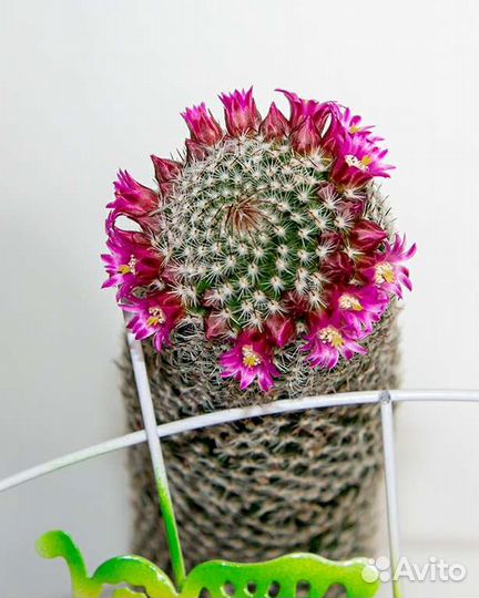 Большой кактус Mammillaria spinosissima