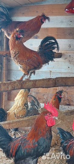 Молодые петухи