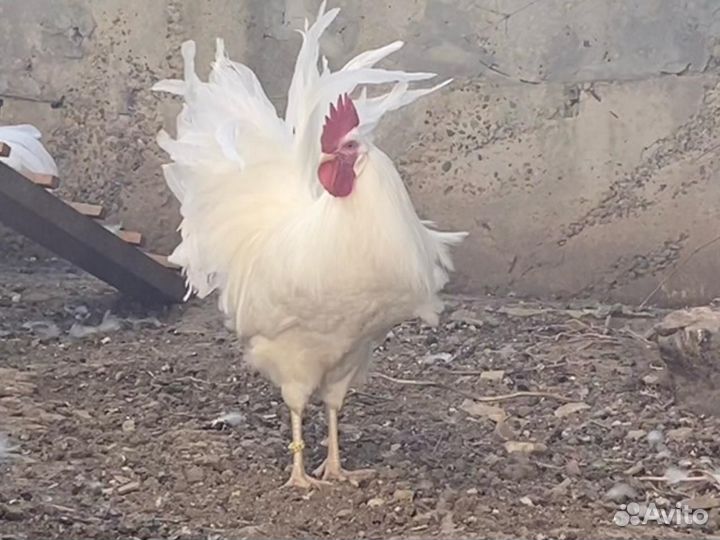 Инкубационное яйцо кур американский леггорн