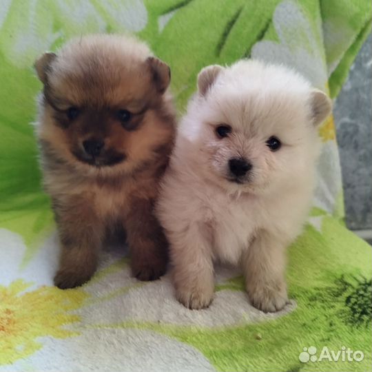 Щенки малого немецкого шпица
