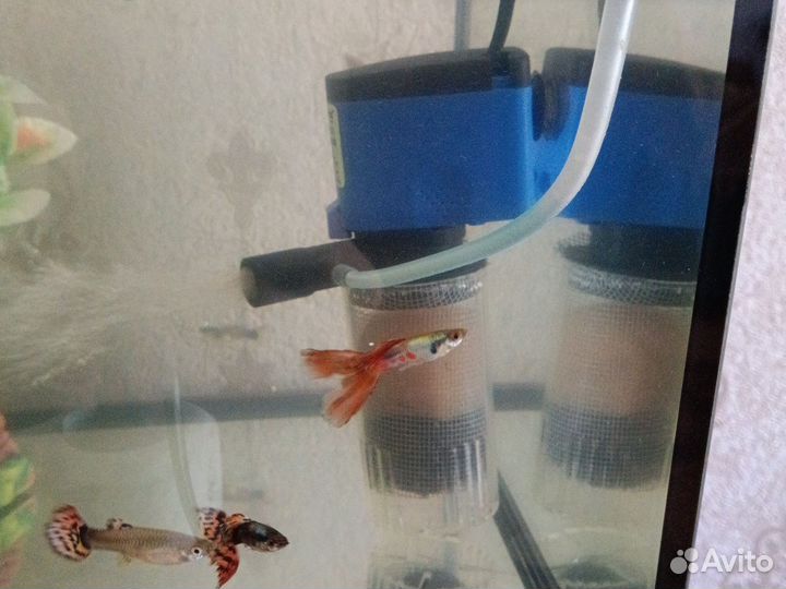 Аквариумный рыбки гуппи
