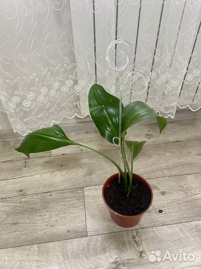 Эухарис амазонская лилия