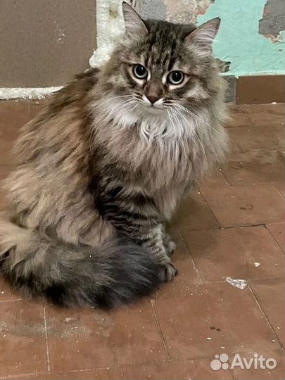 Кошка в добрые руки