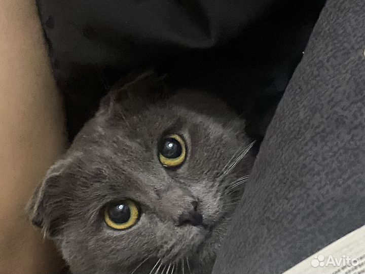 Потерялся кот