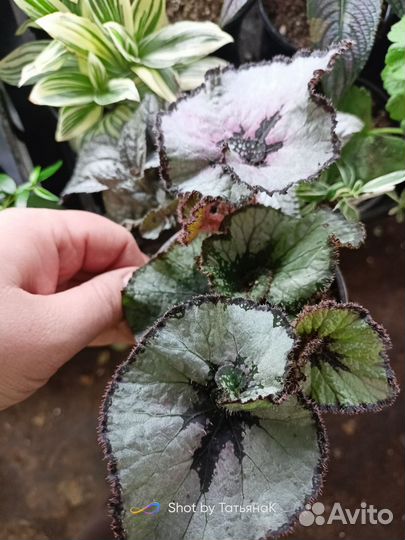 Бегония декоративно лиственная